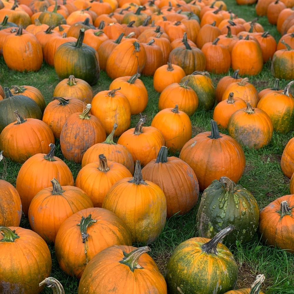 Meet your Posher, Carmin